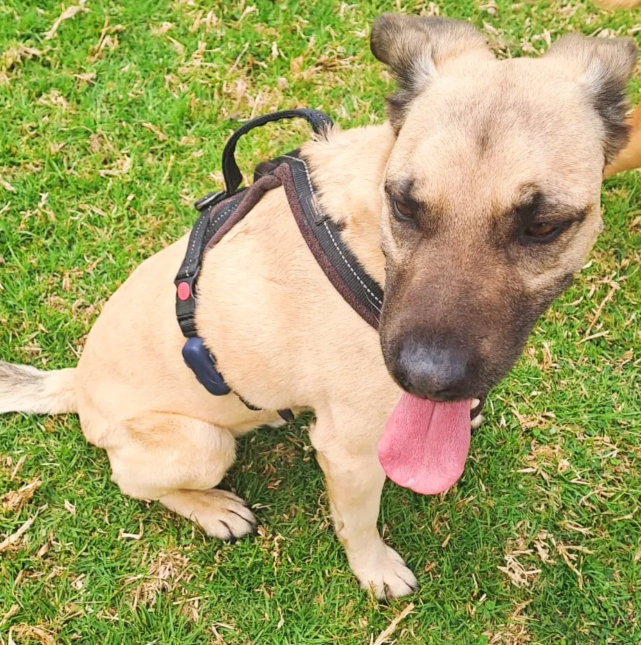 E1 Essential Classic - Image 7