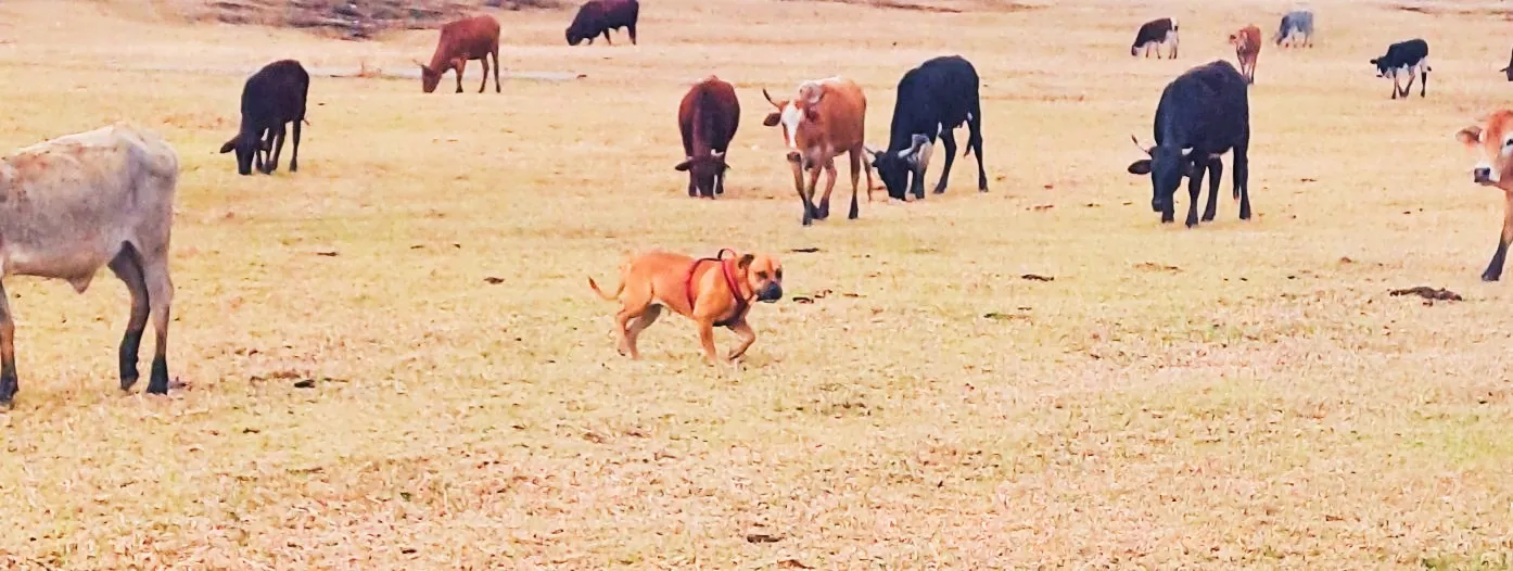 A1 for working dogs