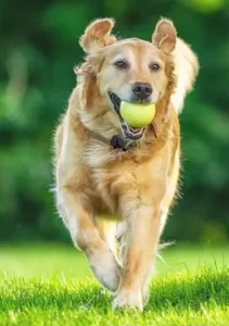 Dog with X12 tracker