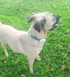 PET-GPS Nomad pet tracker on Cloud
