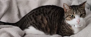 Cat with Nomad tracker