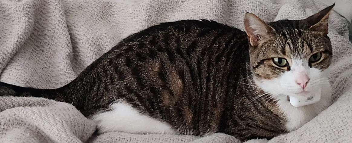 Cat with C2 Nomad tracker