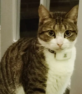 Cat with PET-GPS Nomad tracker