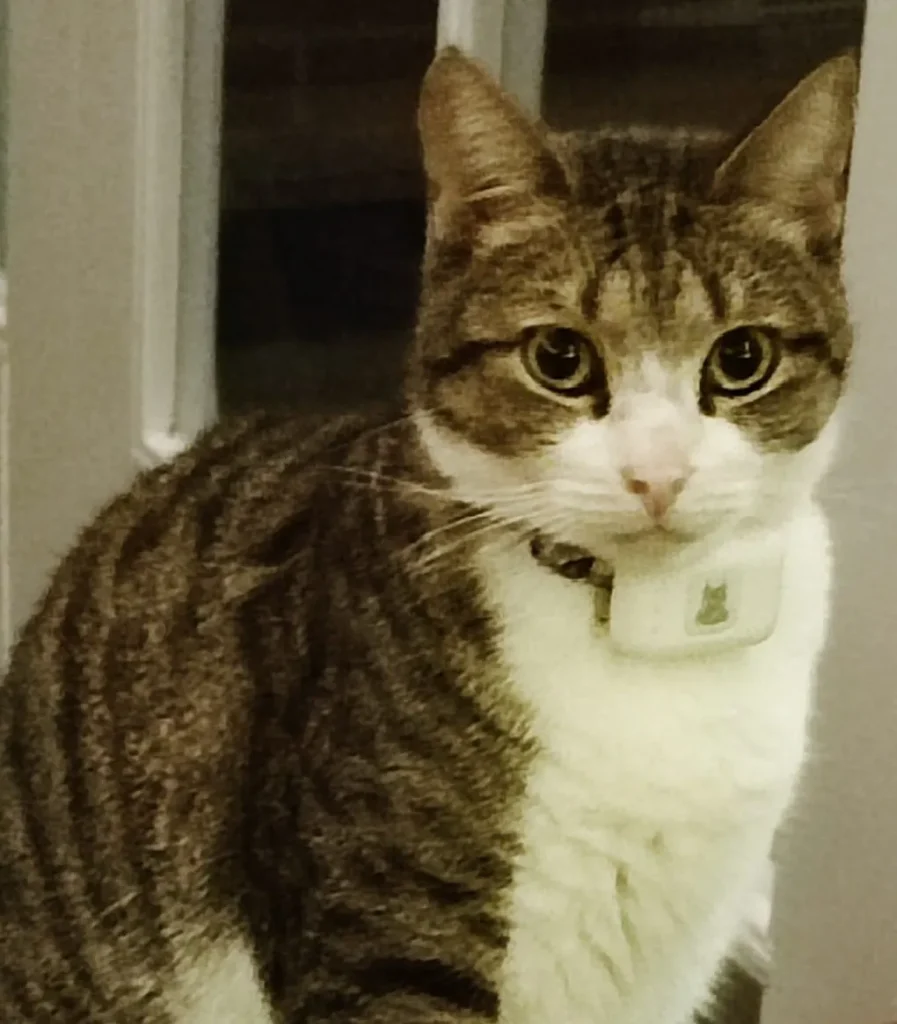 Cat with PET-GPS Nomad tracker