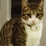 PET-GPS Nomad GPS tracker for cats worn by an adult cat