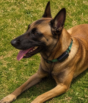 PET-GPS Ranger GPS tracker for medium to large dogs