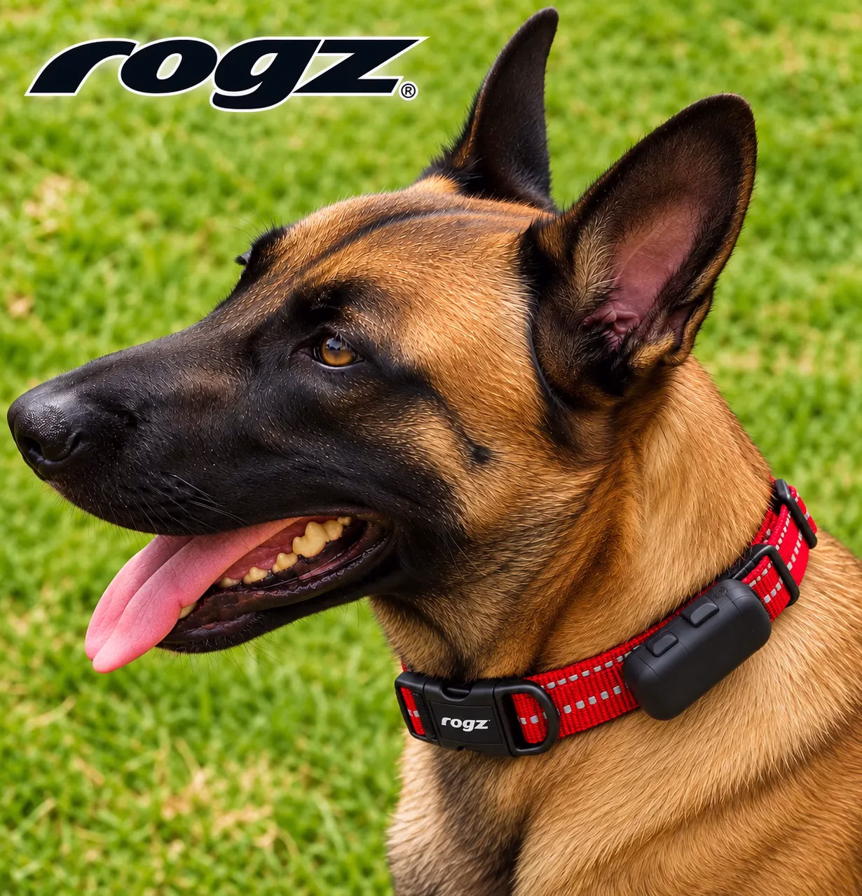 Belgian Malinois + Rogz Red Collar