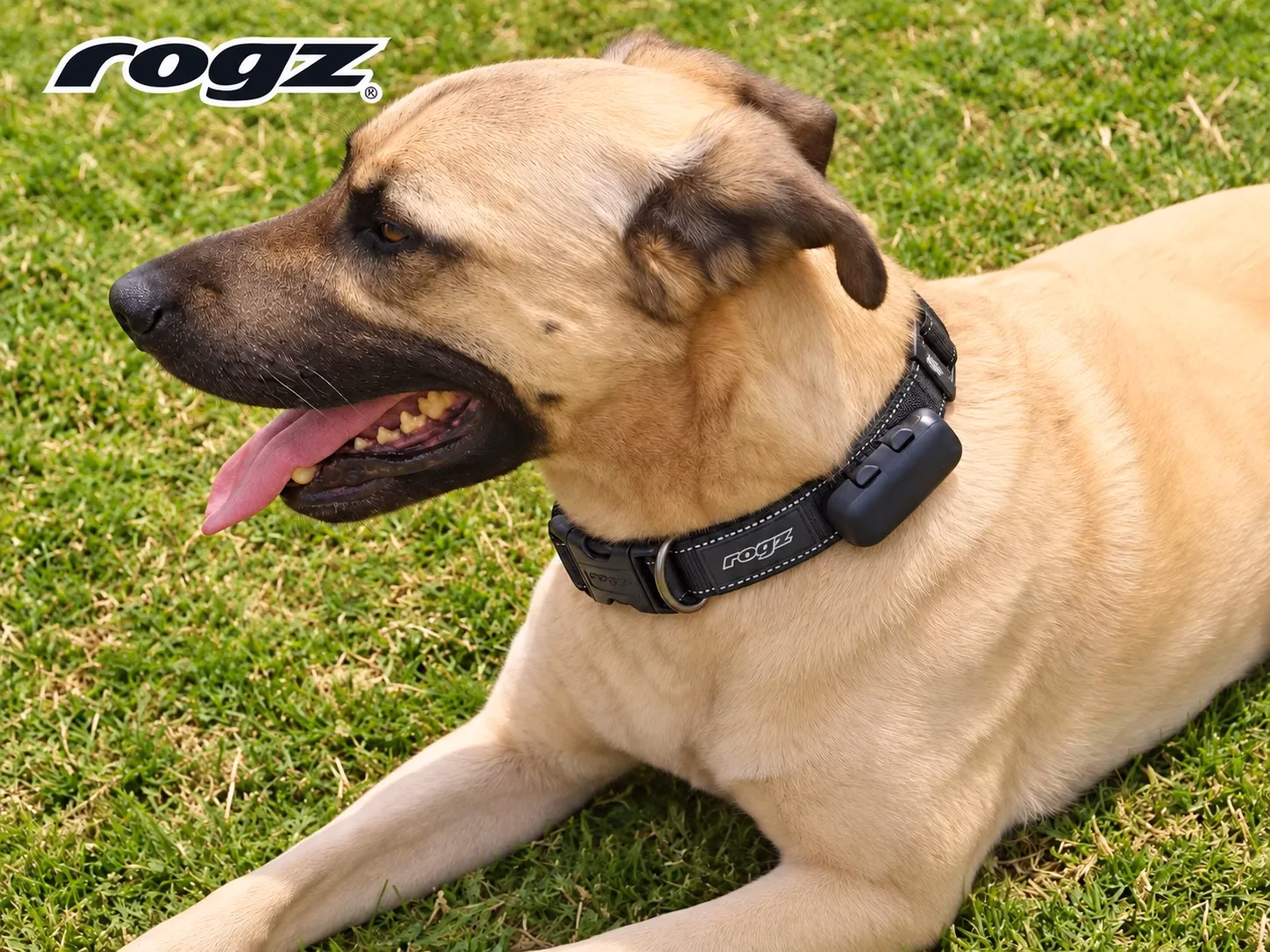 Ranger + Black Rogz collar on Africanas dog