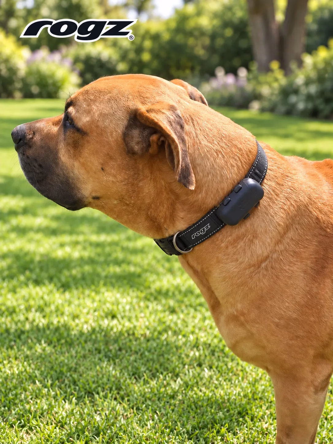 Ranger + Black Rogz collar on Boerboel dog
